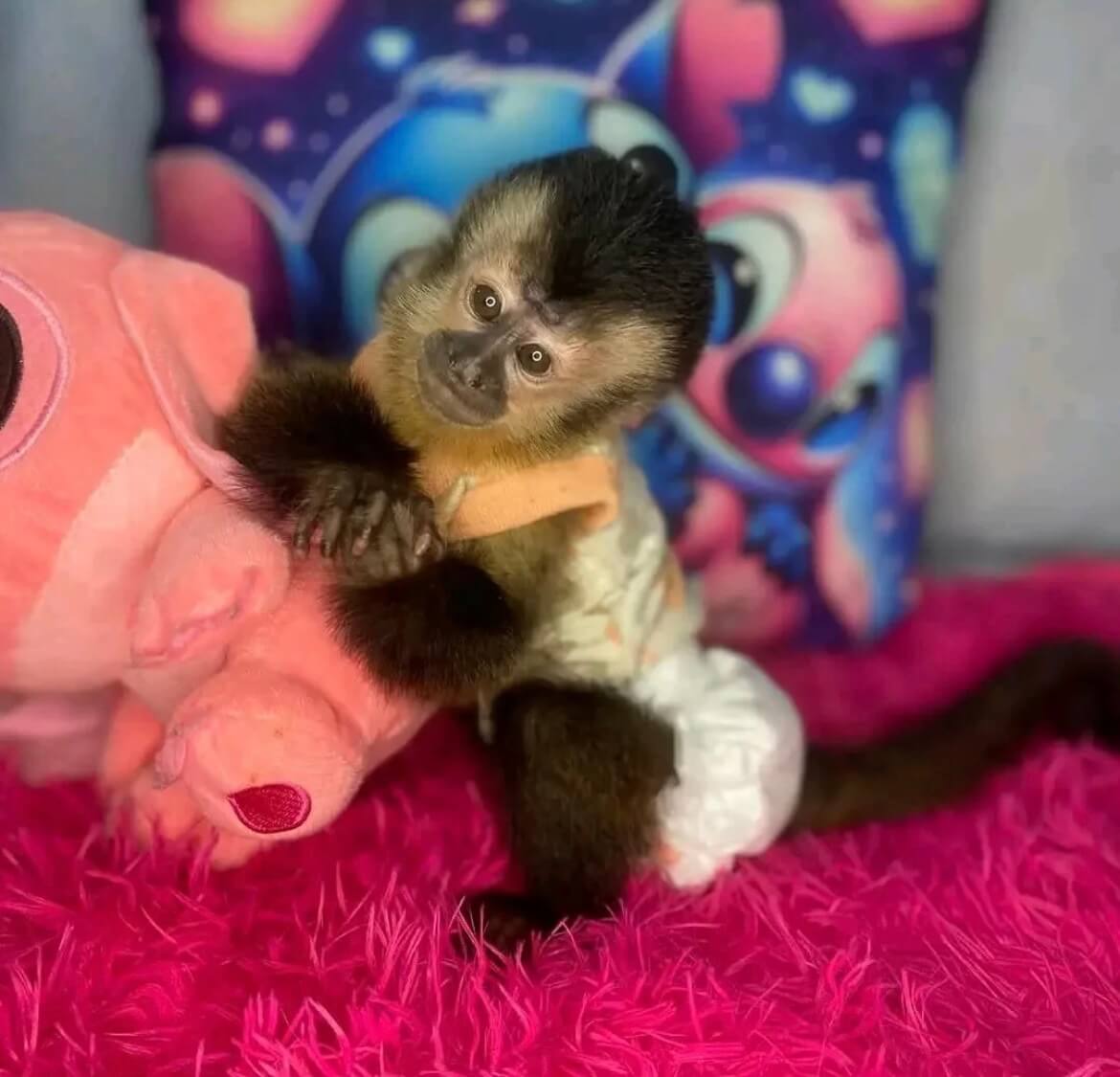 Capuchin Monkey for Sale