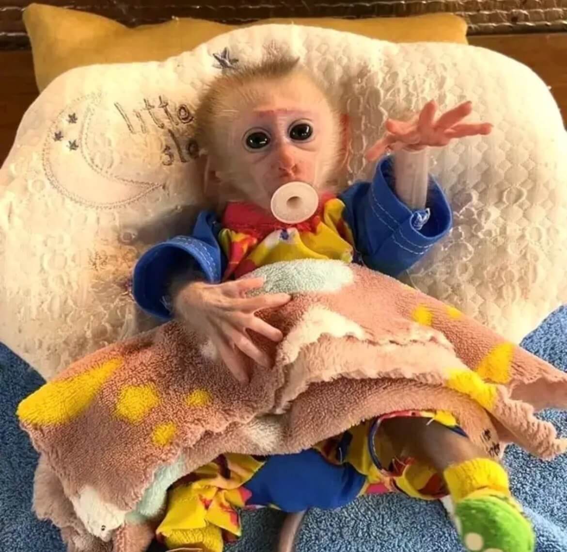 Capuchin Monkey Pet for Sale