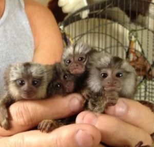 marmoset monkeys for sale