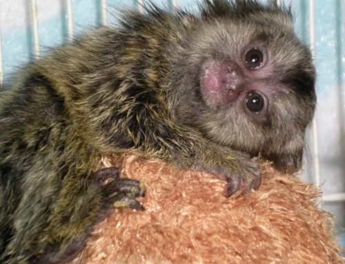 Baby Monkey for Sale