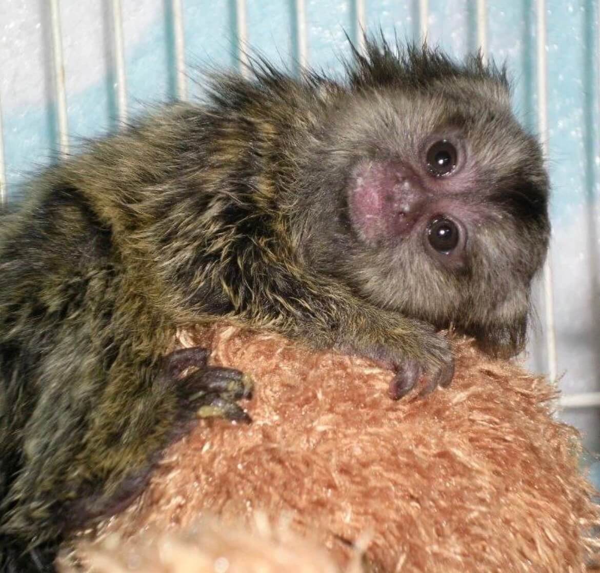 Baby Monkey for Sale