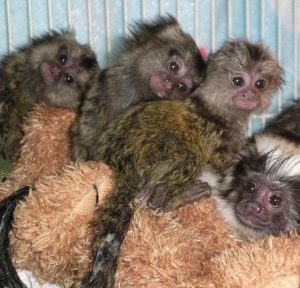 marmoset monkeys for sale