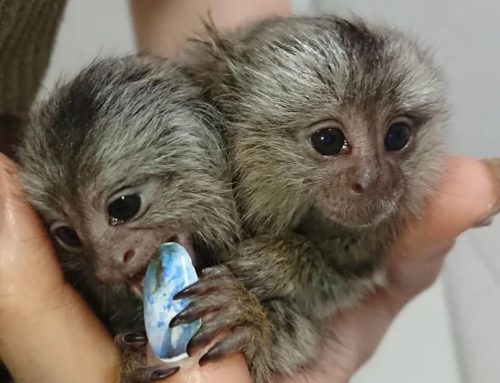 Marmoset Monkey for Sale in Ohio