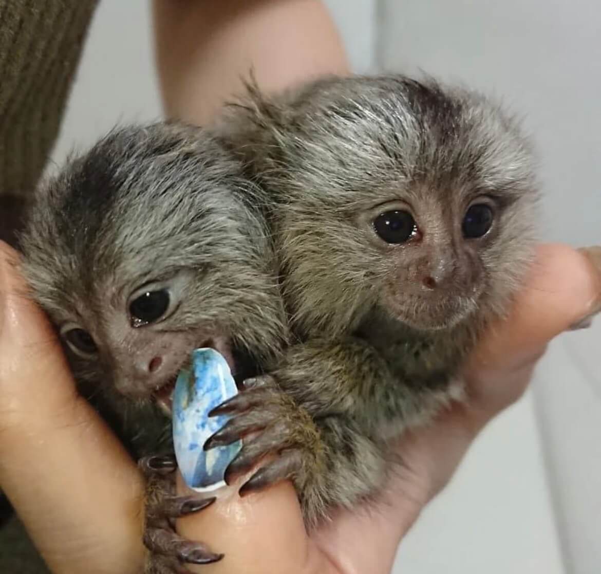 Willows Pygmy Marmoset Monkey for Sale - Image 2