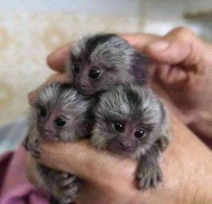 Pygmy Marmoset Monkey for Sale