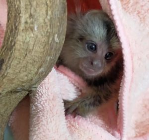 Pygmy Marmoset Monkey for Sale