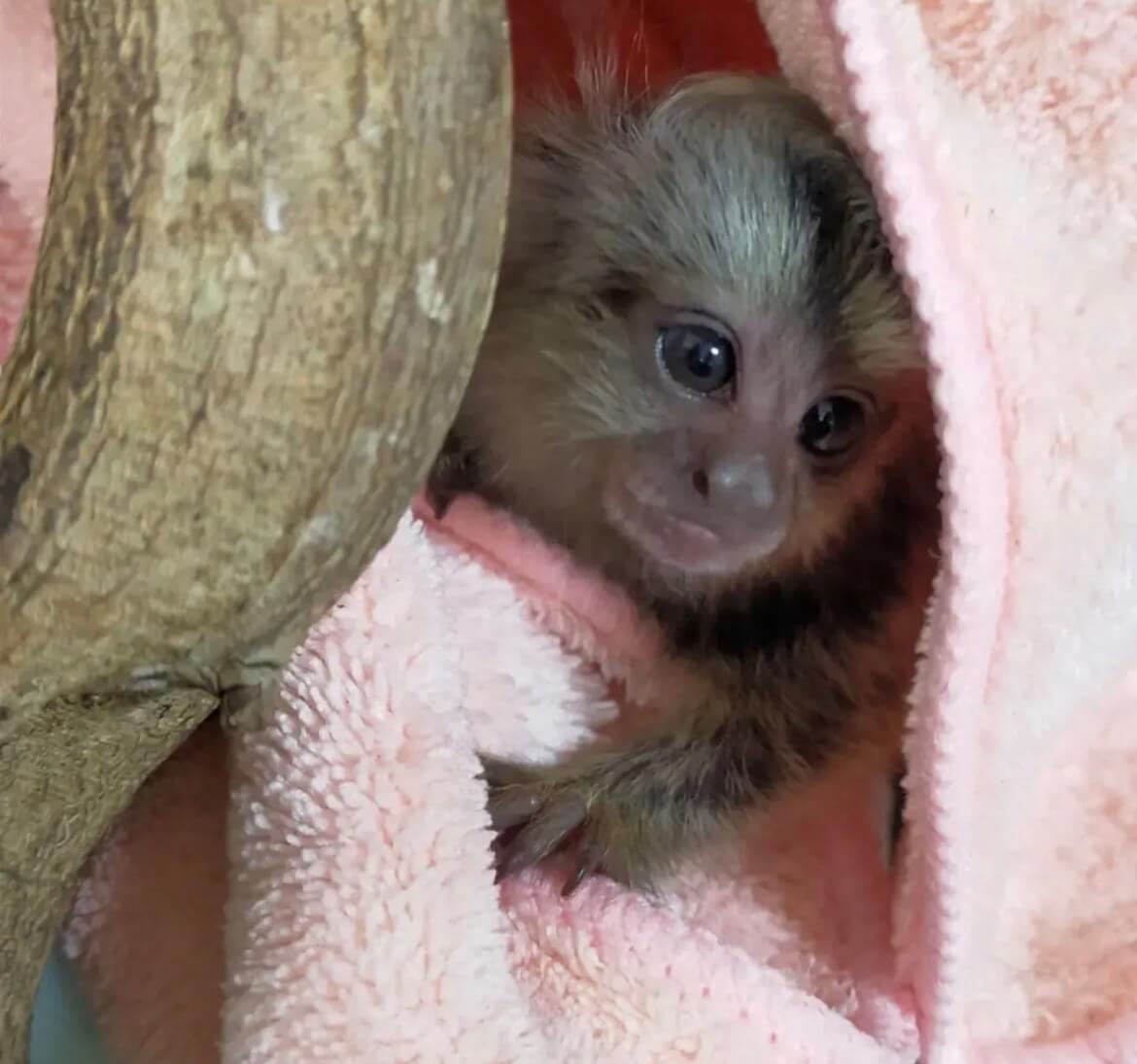 Pygmy Marmoset Monkey for Sale