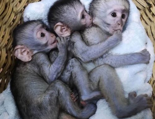 Paradise Monkeys for Sale