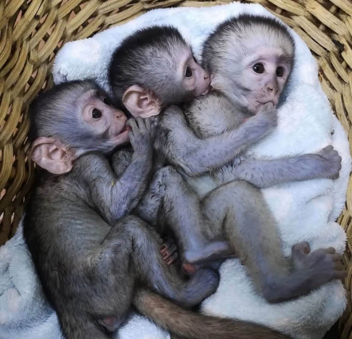 Paradise Monkeys for Sale