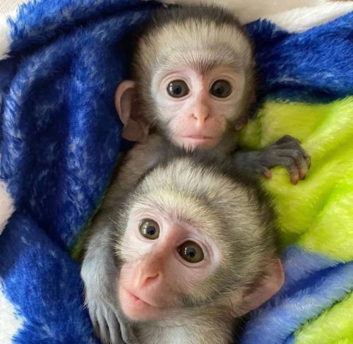 Capuchin Monkeys for Sale