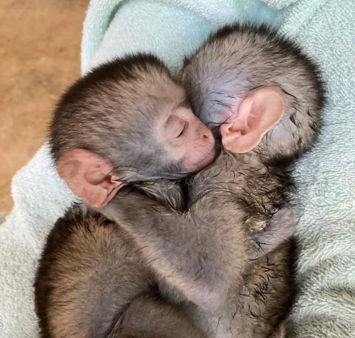 Capuchin Monkeys for Sale