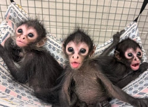 Spider Monkey for Sale