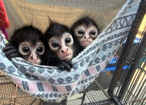 Spider Monkey for Sale