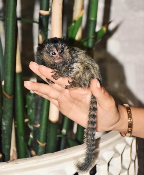 Willows Marmoset Monkey for sale