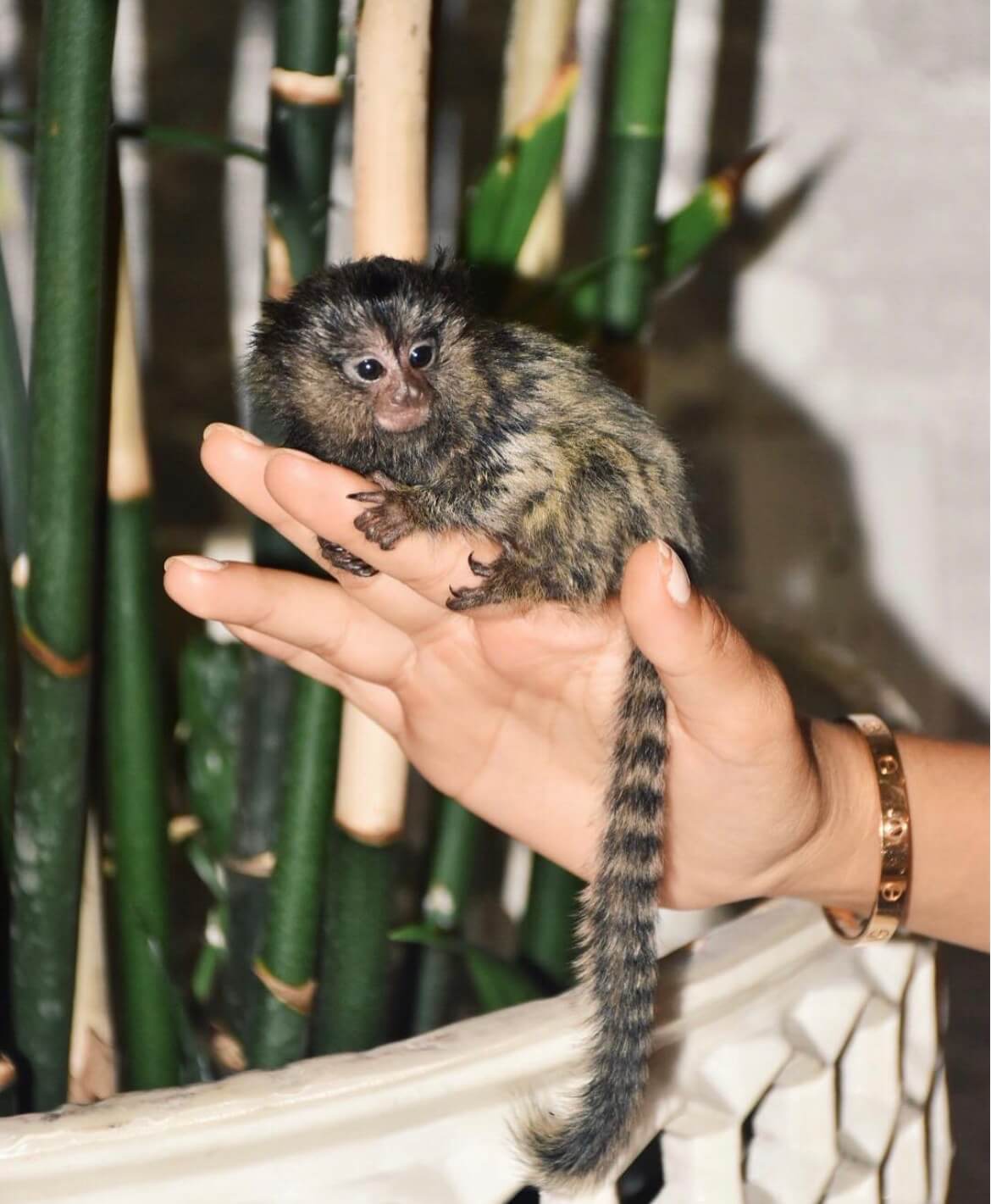 Willows Marmoset Monkey for sale