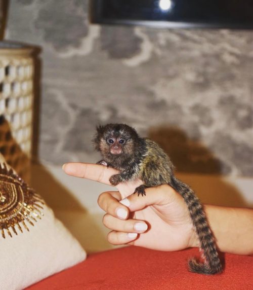 Marmoset Finger Monkey for sale