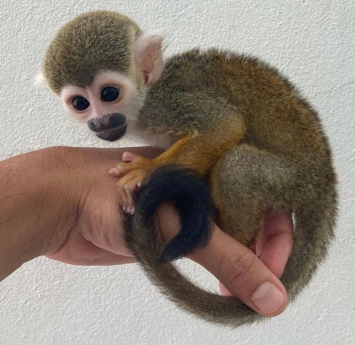 Squirrel Monkey for sale