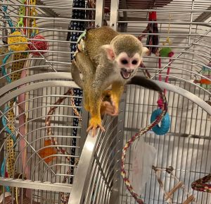 Squirrel Monkey for sale​