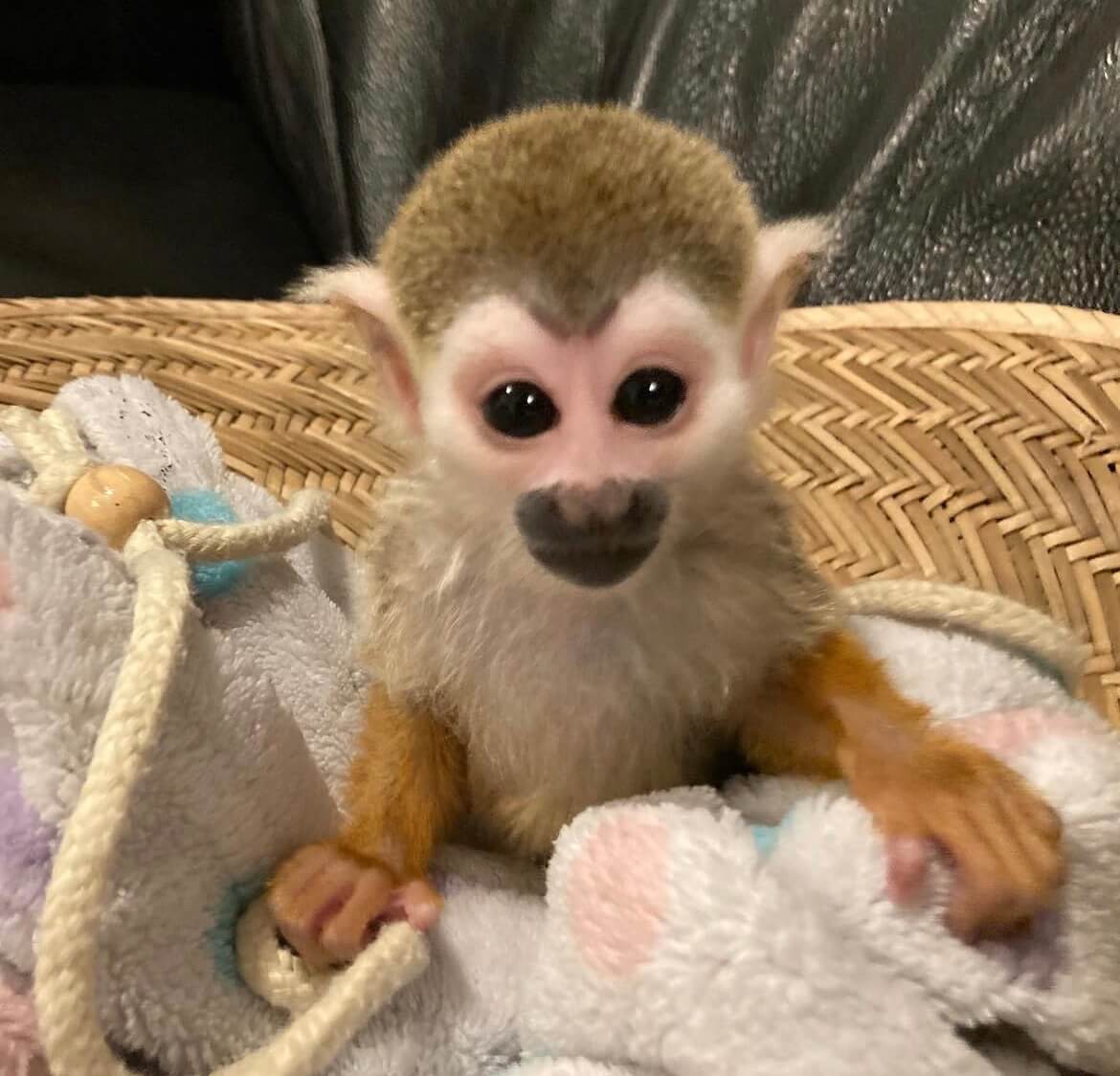 Squirrel Monkey for sale