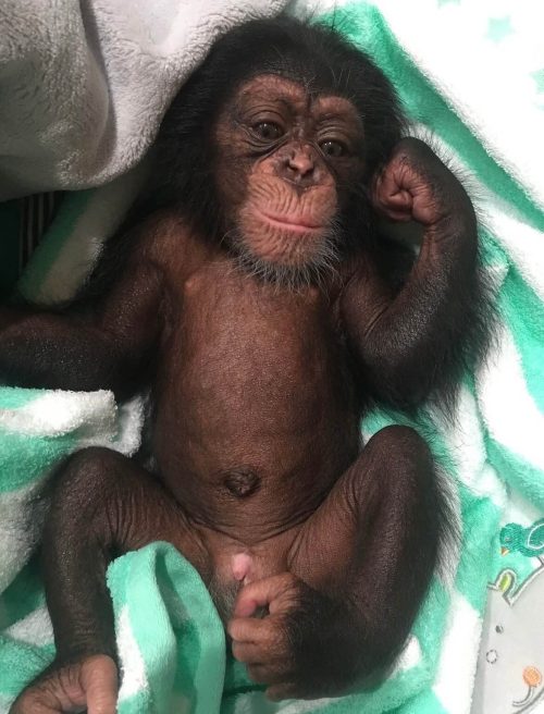 Chimpanzee for Sale