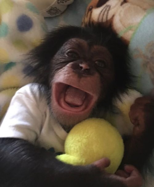 Chimpanzee for Sale