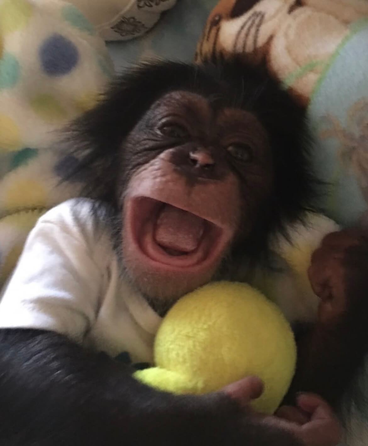 Chimpanzee for Sale