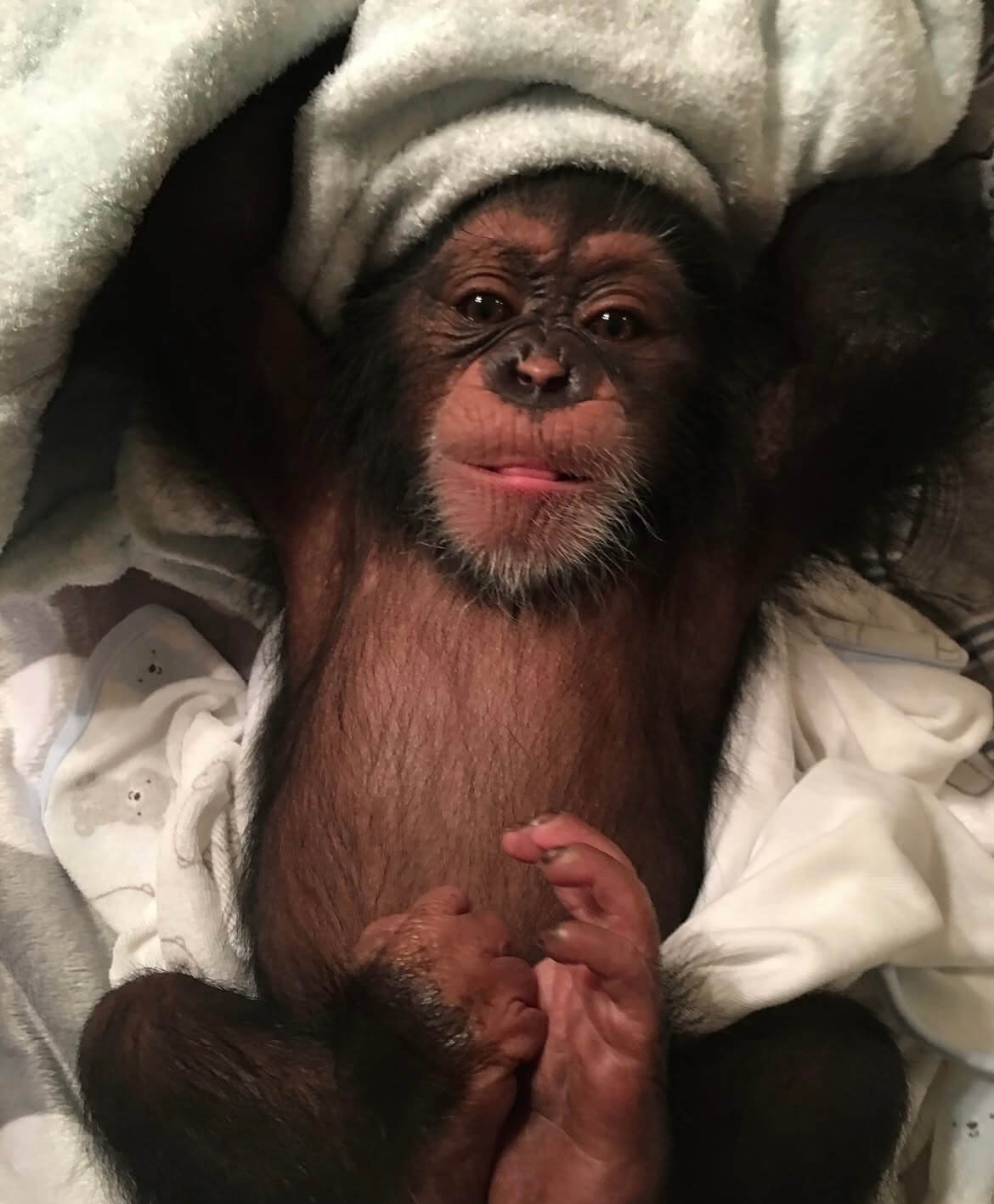 Chimpanzee for Sale
