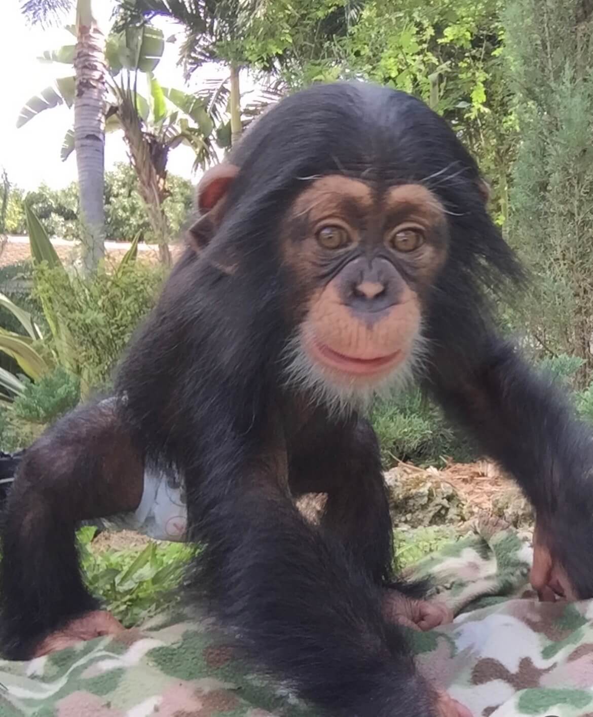 Chimpanzee for Sale