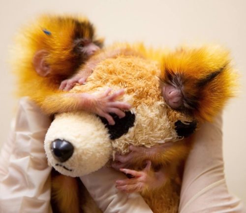 Golden Lion Tamarin for Sale