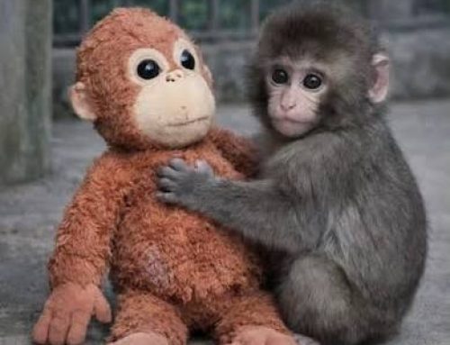 Buy a Pet Monkey