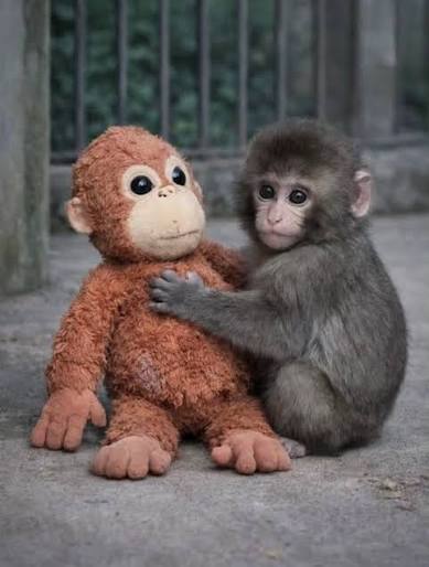 Buy a Pet Monkey