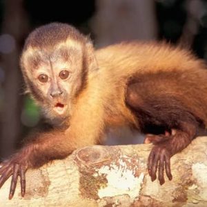 Capuchin Monkeys for Sale in Ohio