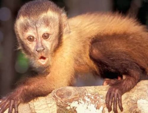 Capuchin Monkeys for Sale in Ohio