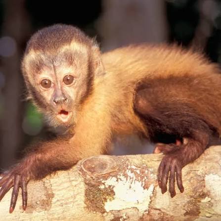 Capuchin Monkeys for Sale in Ohio